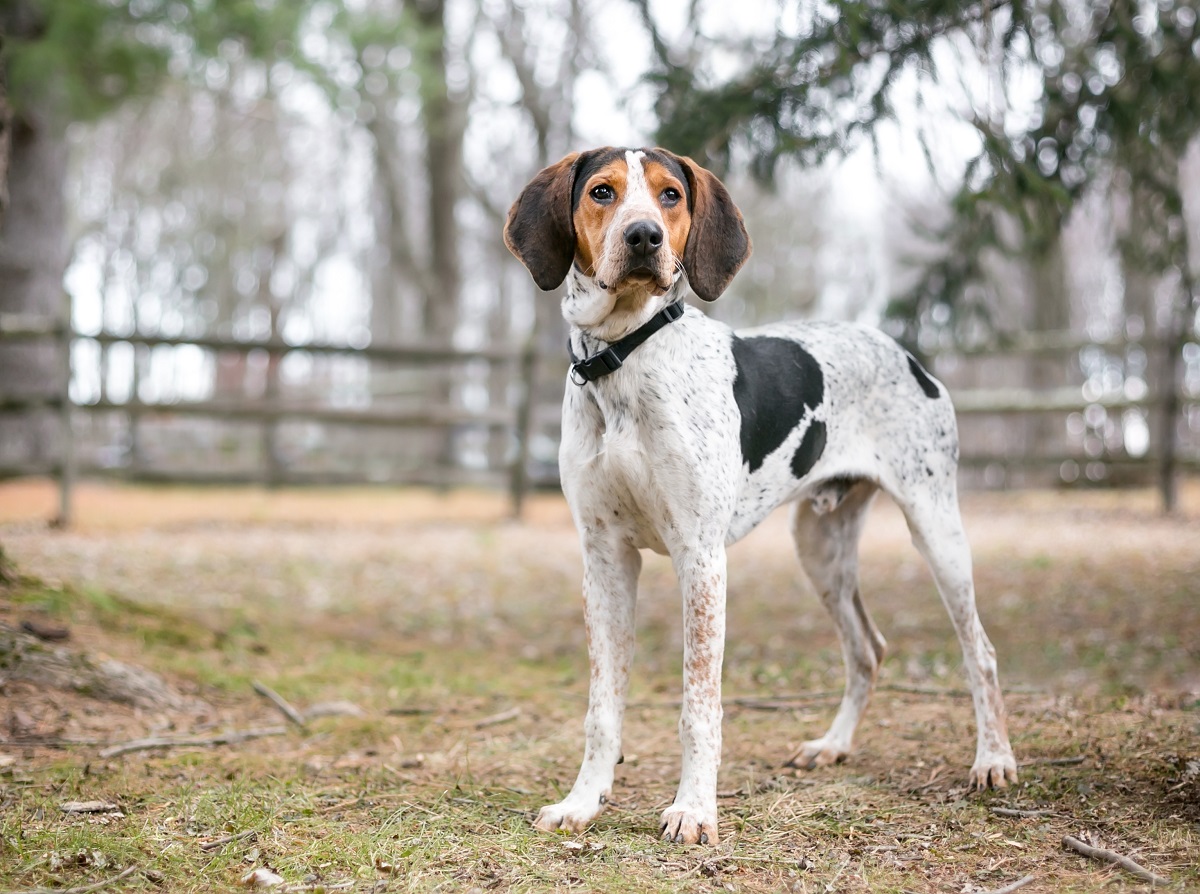 Types of Hound Dogs: A Comprehensive Guide