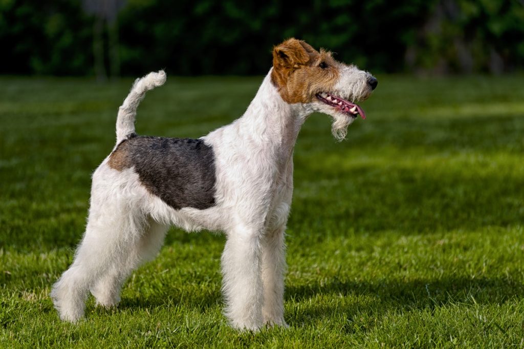 list of terrier breeds