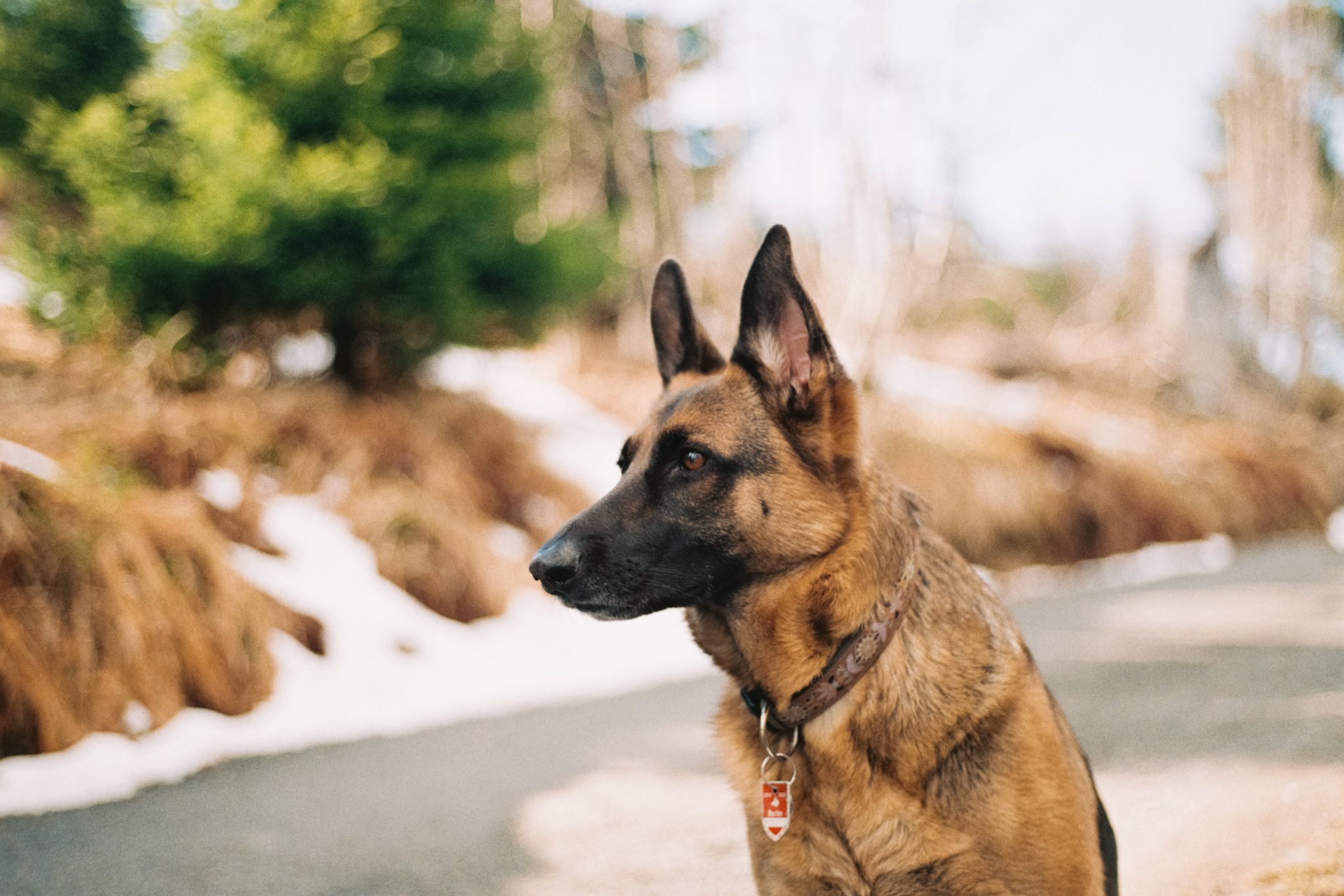 Nosebleed in Dogs A Helpful Guide CannaPet®