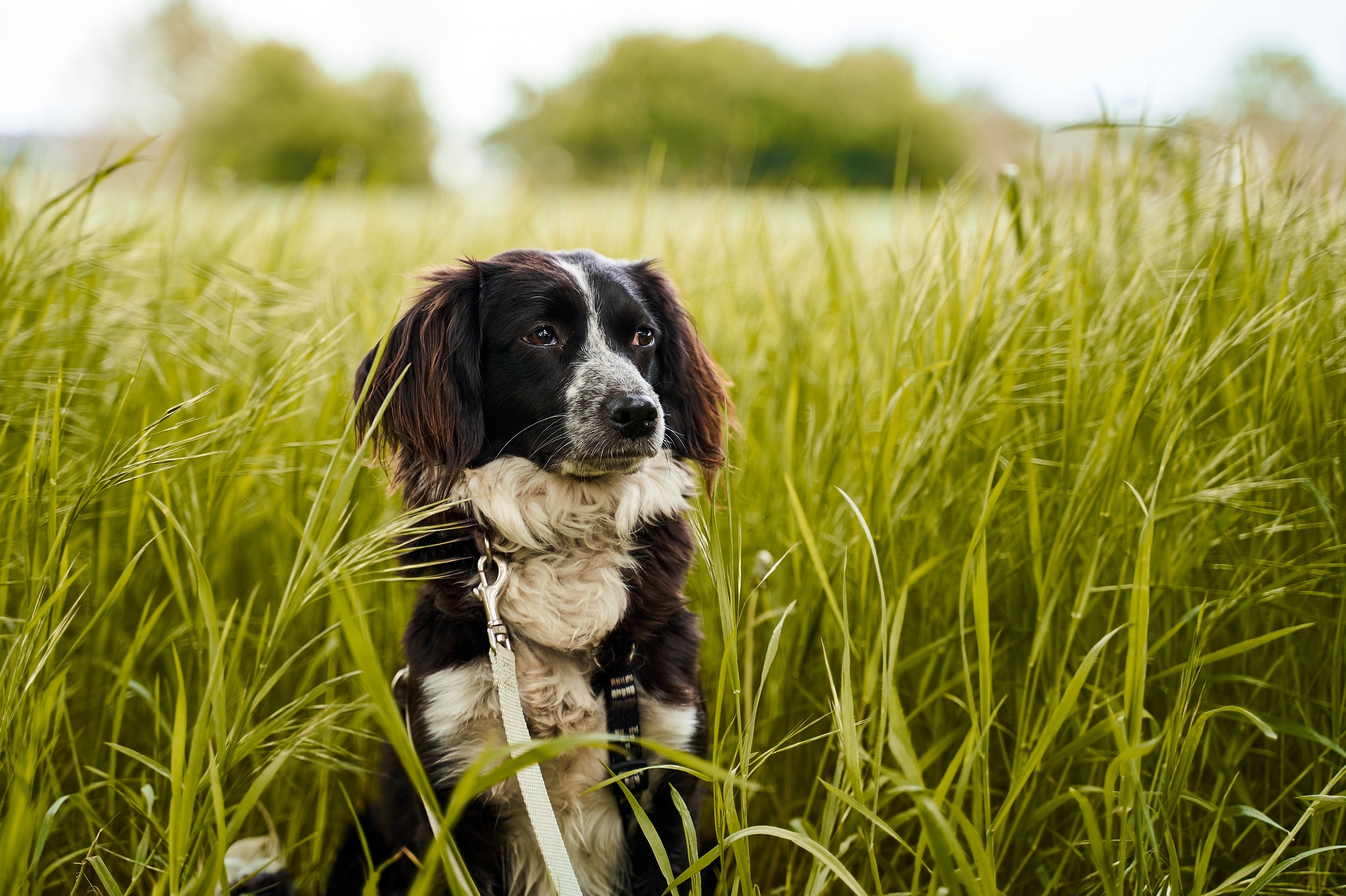 What Causes Intestinal Blockage in Dogs? CannaPet®