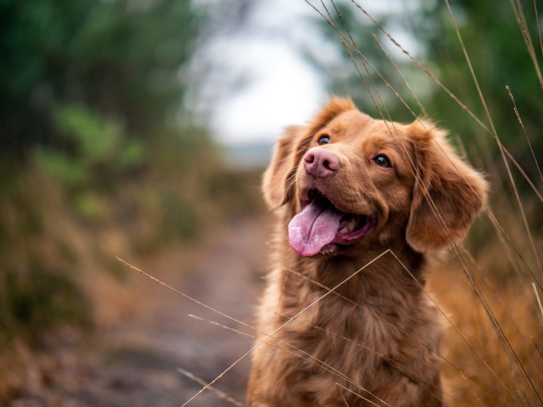 does a chipped tooth hurt a dog