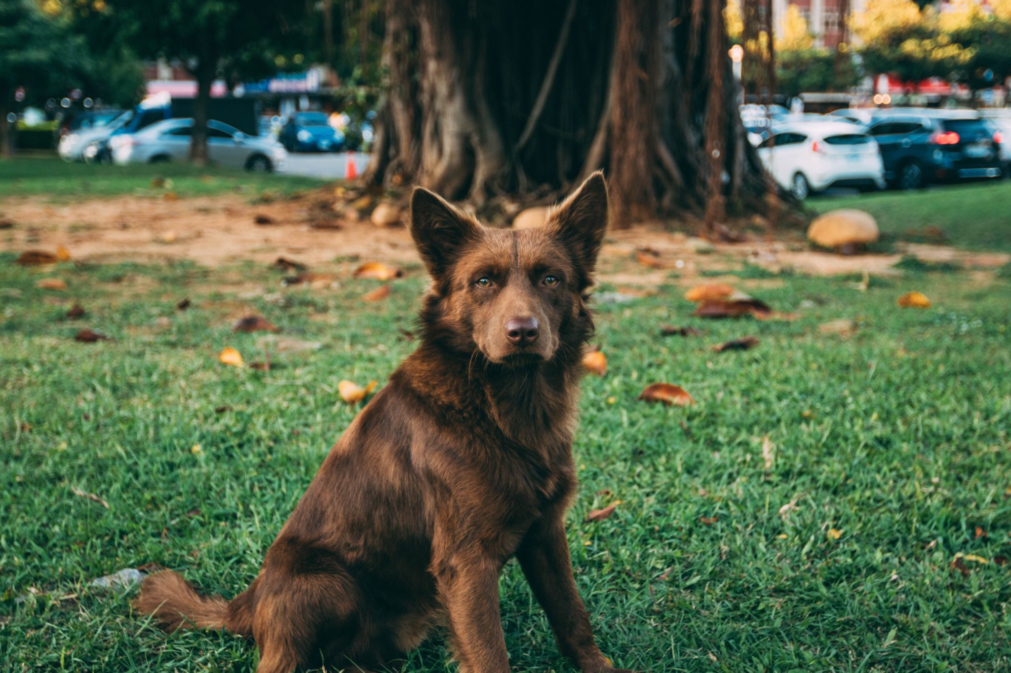 Best Way To Clean Dog Stitches