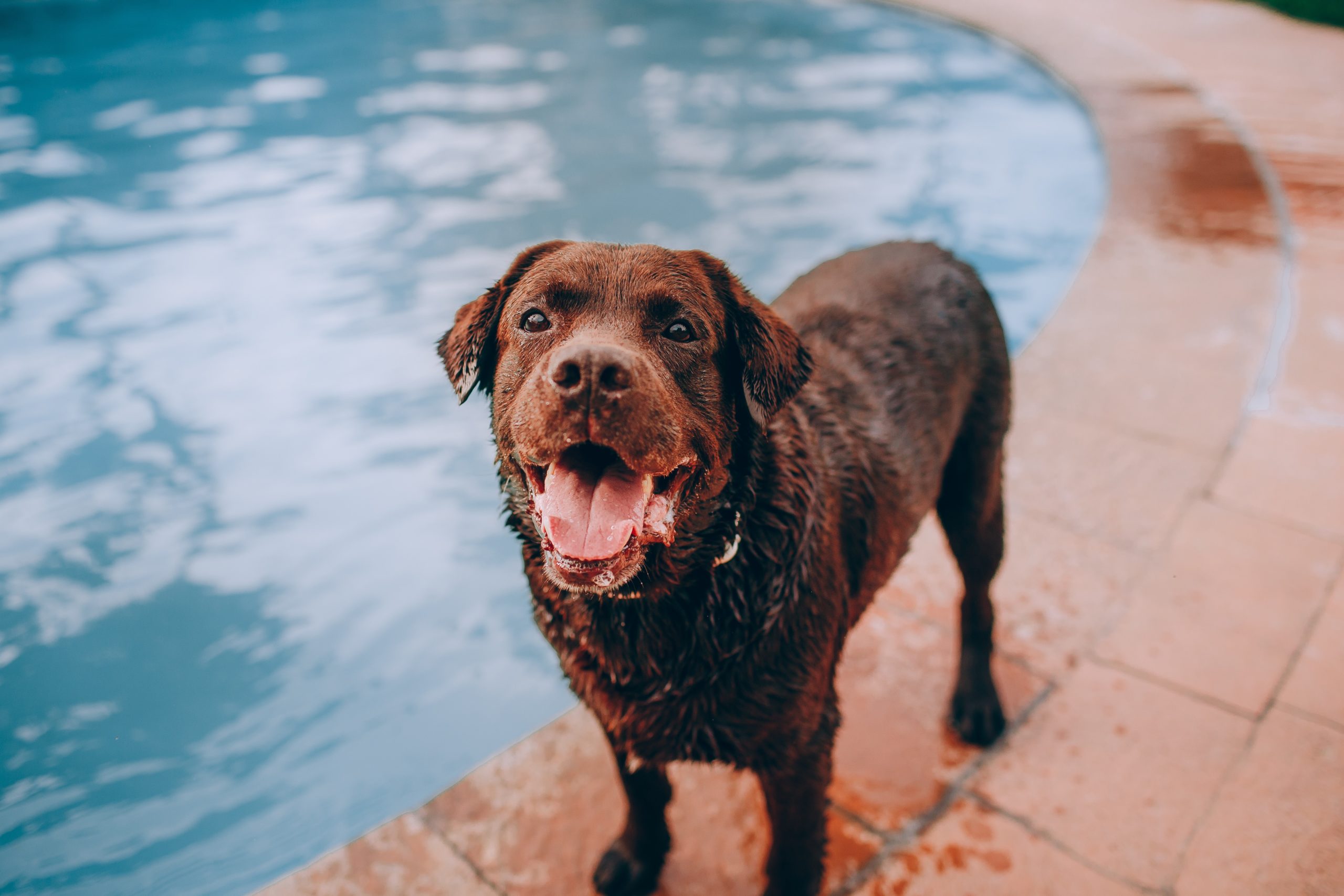 why do dogs slobber a lot