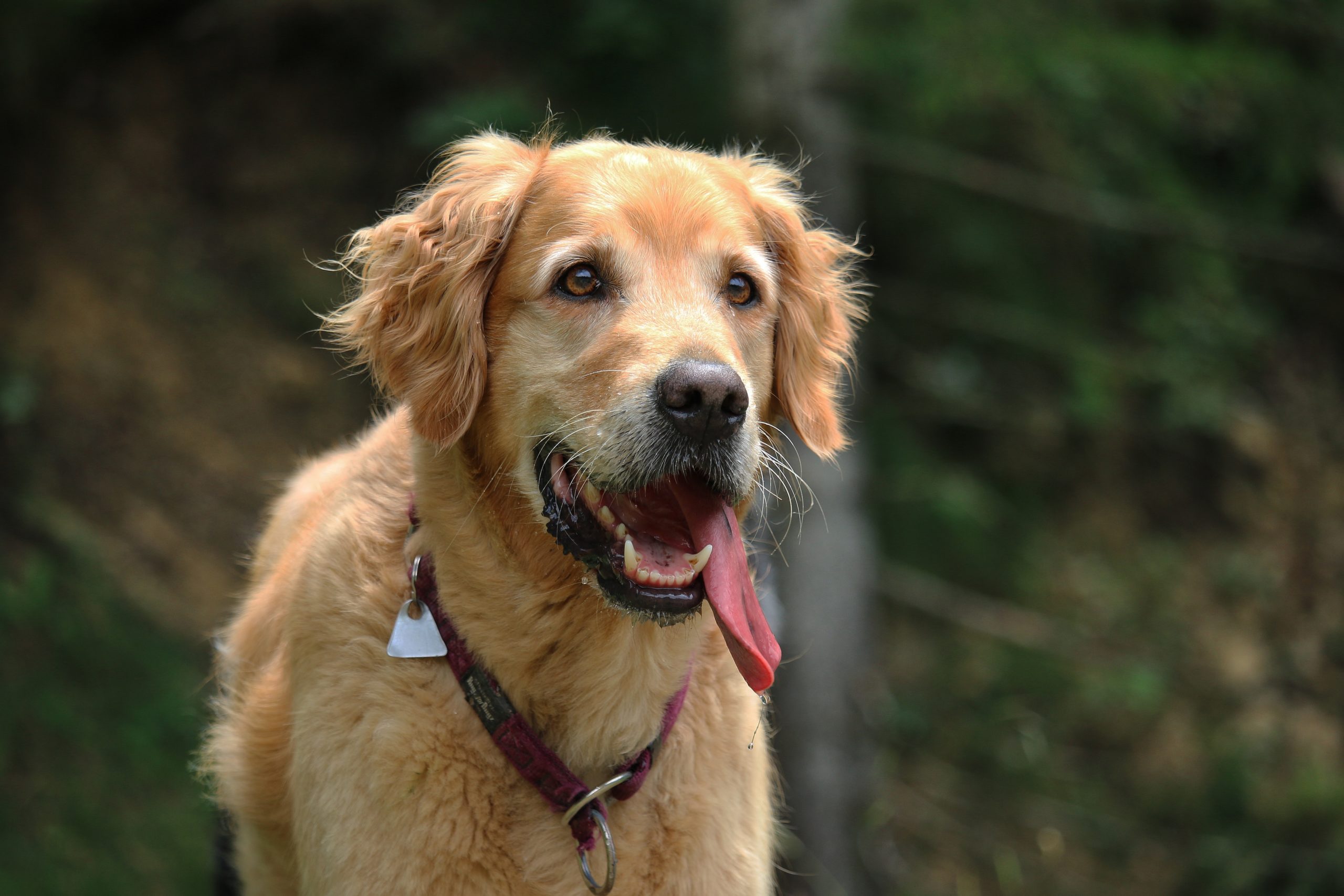 Breeds with hot sale spotted tongues