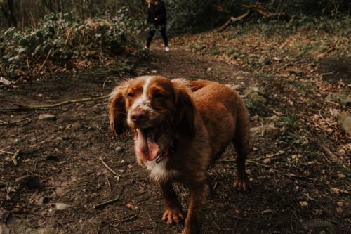 What Are Those Black Spots on a Dog's Tongue, Anyway? – American