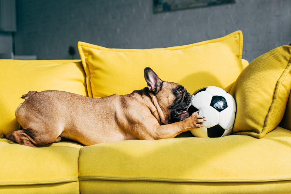 How to Keep Dogs Busy Indoors During Winter Months to Avoid the Cold  Weather Blues!