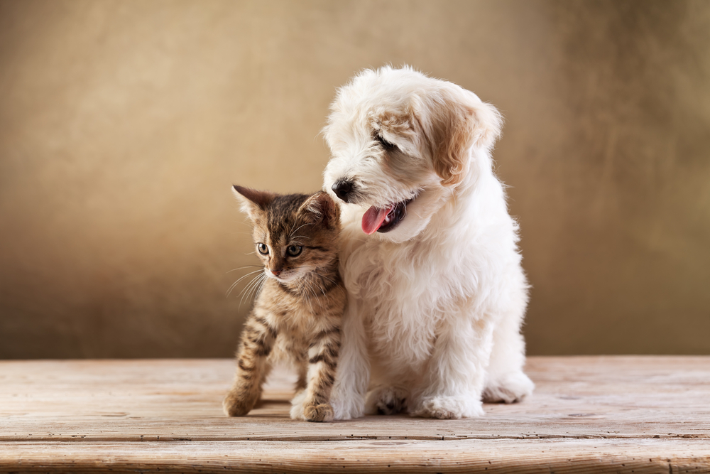 can kittens give dogs parvo