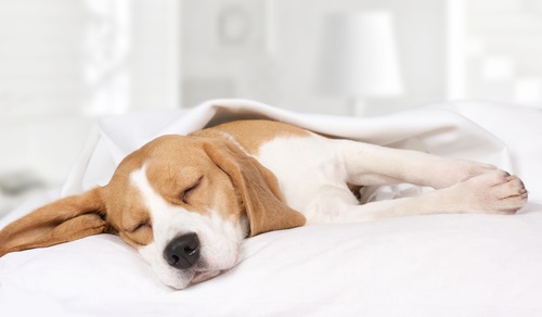 Is My Dog Having Nightmares? | Canna-Pet®