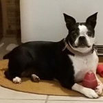 Boston Terrier Dog Breed – All You Need to Know