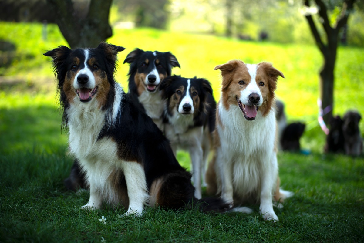 Border Collie Dog Tag Featuring Border Collie With 