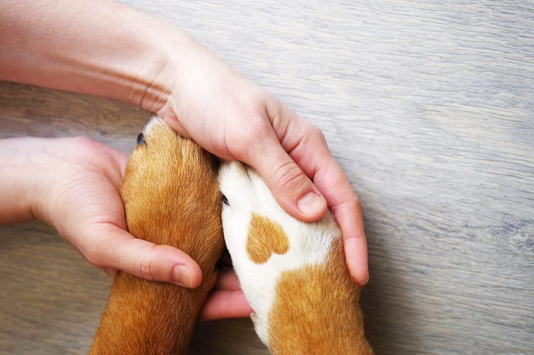 How to Soothe Your Dog’s Sore Paws CannaPet