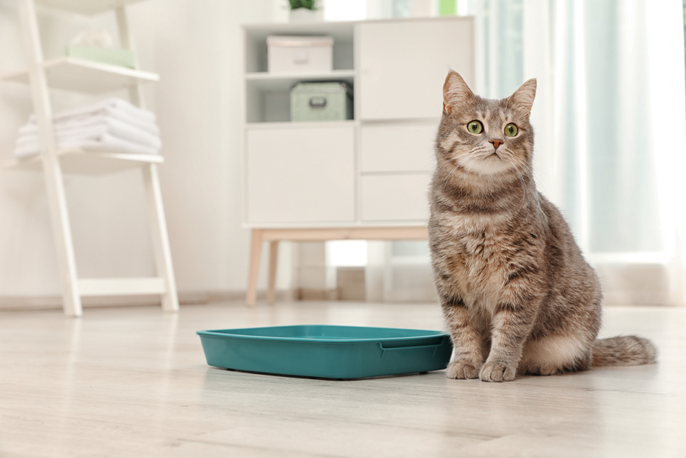 How to Get Rid of Cat Urine Smell in House Canna Pet