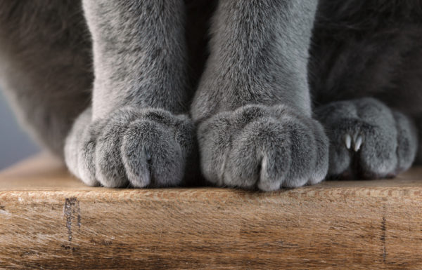 Why Do Cats Knead Their Paws Canna Pet   Why Do Cats Knead Their Paws 600x385 