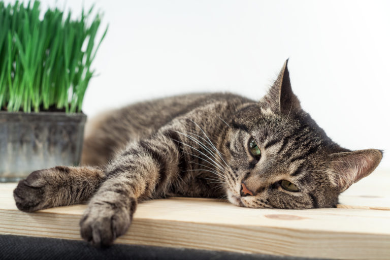 8 Causes of Sudden Weight Loss in Cats | Canna-Pet