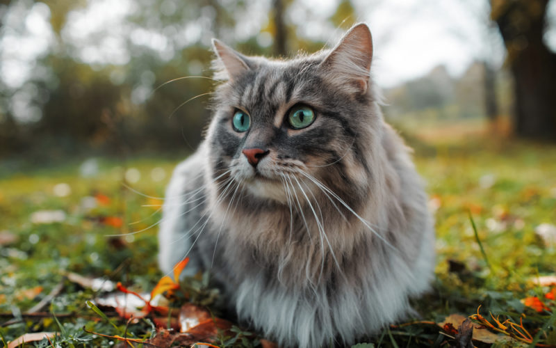 fluffy gray cat with green eyes in nature
