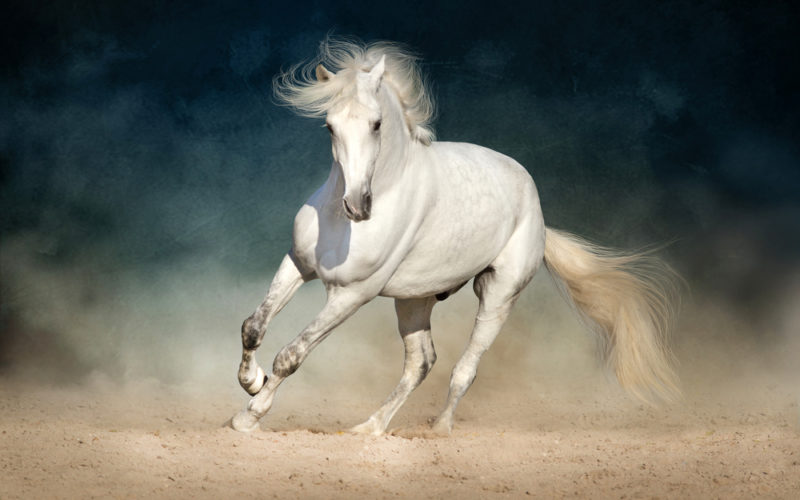 White horse run forward in dust on dark background