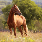 brown horse standing in high grass in sunset light