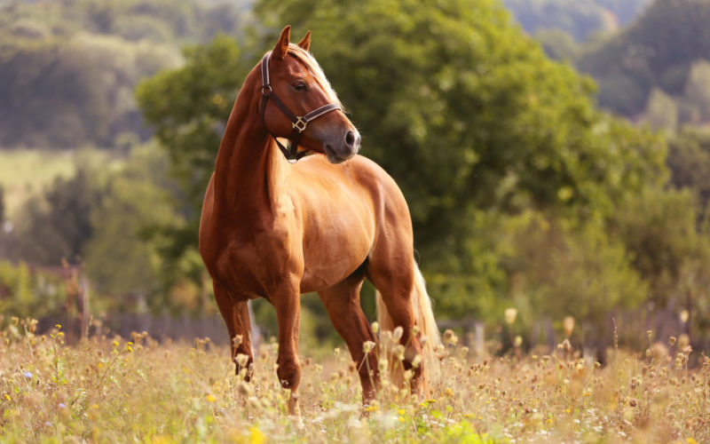 brown horse standing in high grass in sunset light