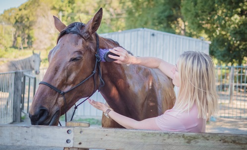 Brushing thoroughbred bay mare after wash in horse yards