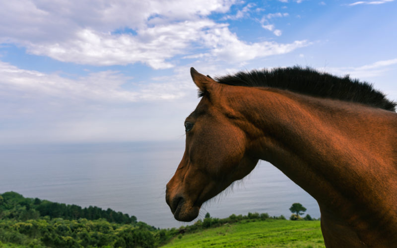 horse in the pasture by the sea looking at the horizon