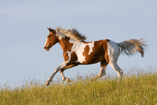 Nice young appaloosa horse running