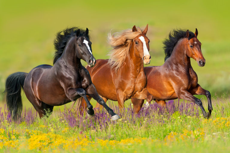 Arthritis in Horses & Natural Remedies CannaPet
