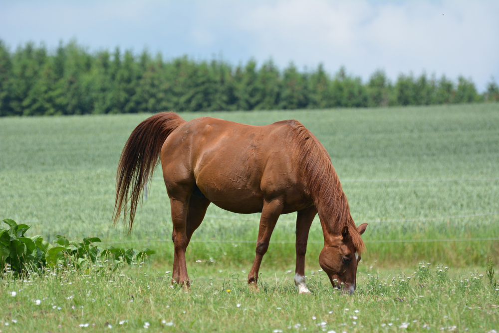 Beautiful horse grazing in summer