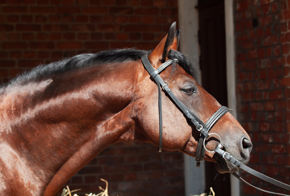 portrait of beautiful sportive stallion at background red brick wall