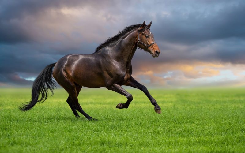 Dressage horse run on a grass against sunset sky