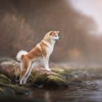 Female Akita inu standing on the rocks on the shore of the lake against the background of a winter sunset and snowless landscape