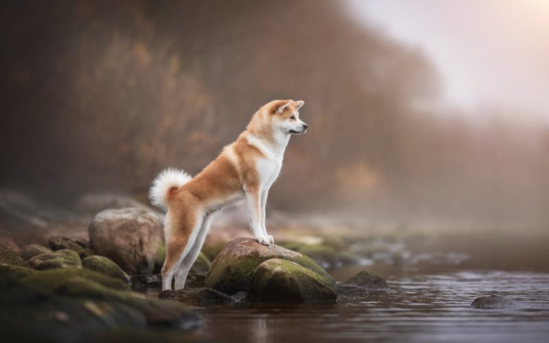 Female Akita inu standing on the rocks on the shore of the lake against the background of a winter sunset and snowless landscape