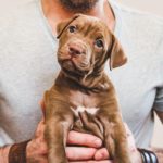 Attractive man hugging a young, pretty puppy