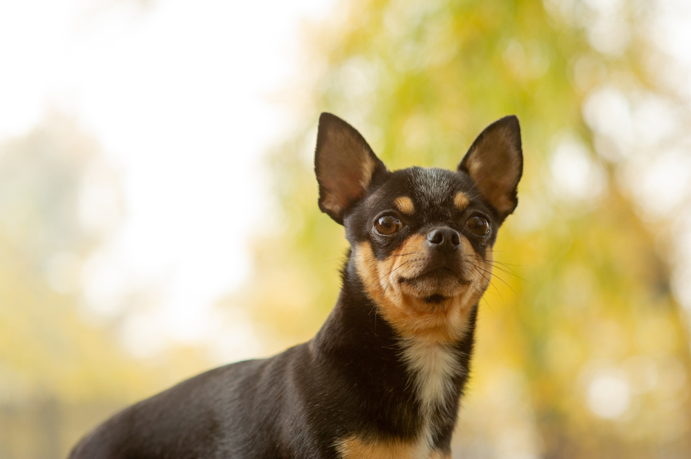 brown chihuahua dog standing and facing the camera
