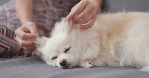 Dog receiving ear massage