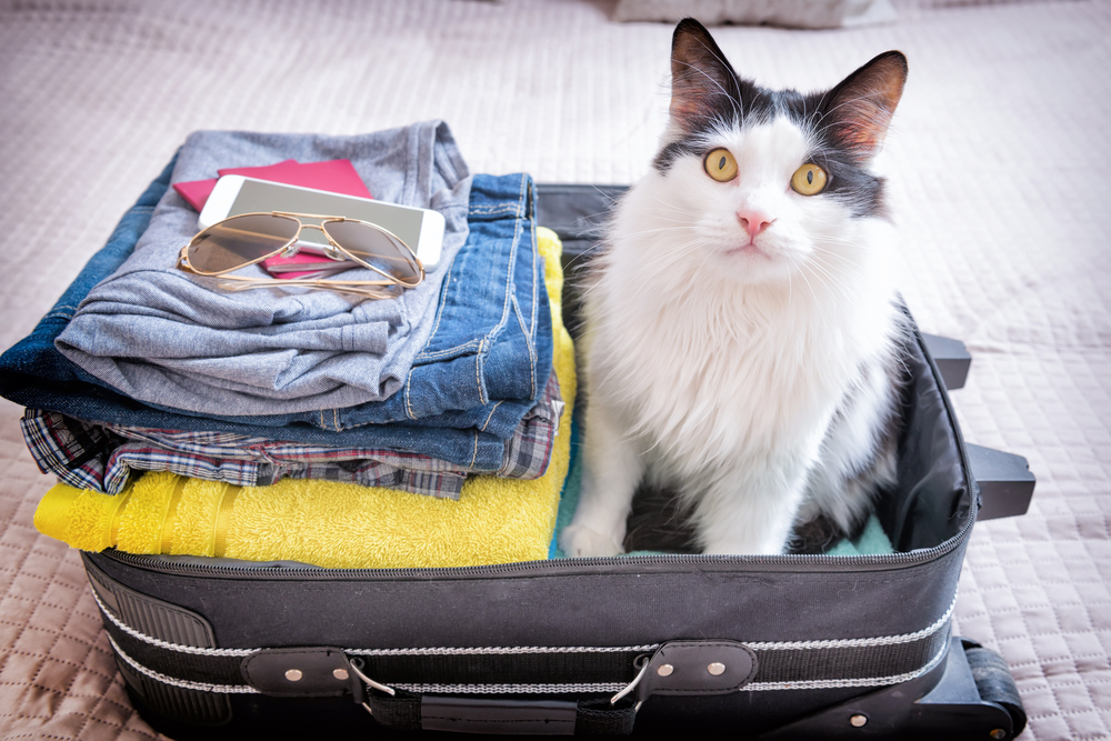 Complete Guide: How to Move Cats Across Country | Canna-Pet