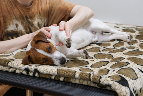Massage/Woman's hand massaging leg of resting jackrussell terrier