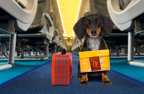 dachshund sausage dog wiht luggage bag ready to travel by plane 