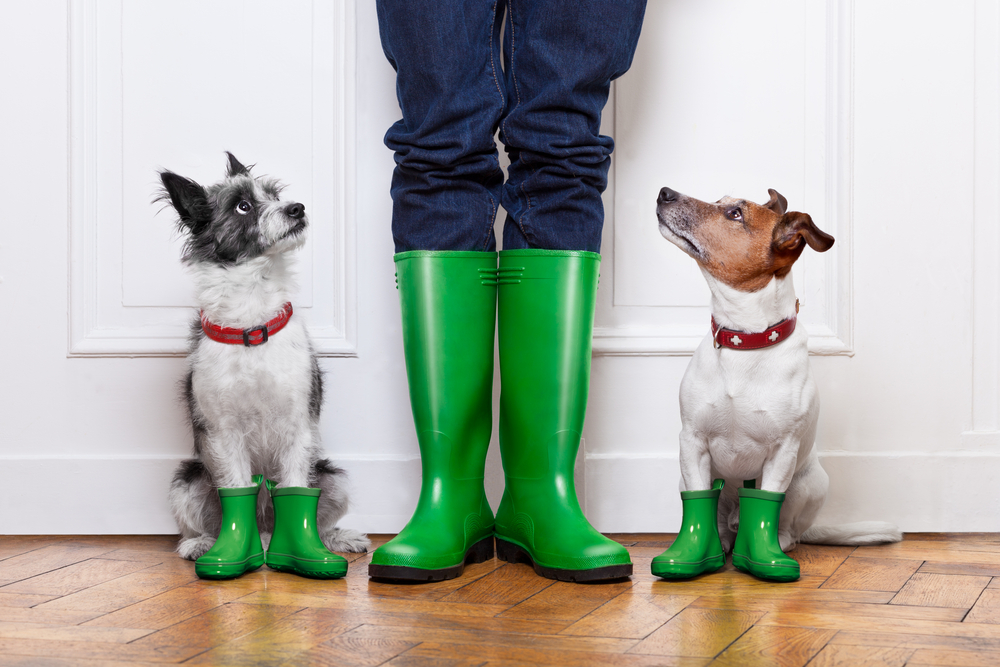 two terrier dogs waiting to go walkies in the rain at the front door at home