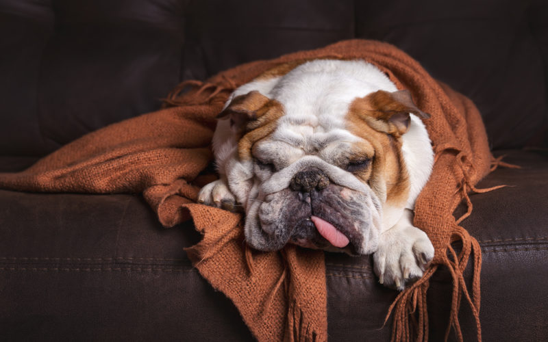 English Bulldog dog canine pet on brown leather couch under blanket looking sad bored lonely sick tired exhausted