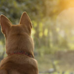 Dogs from a back, sitting at the edge of a woods