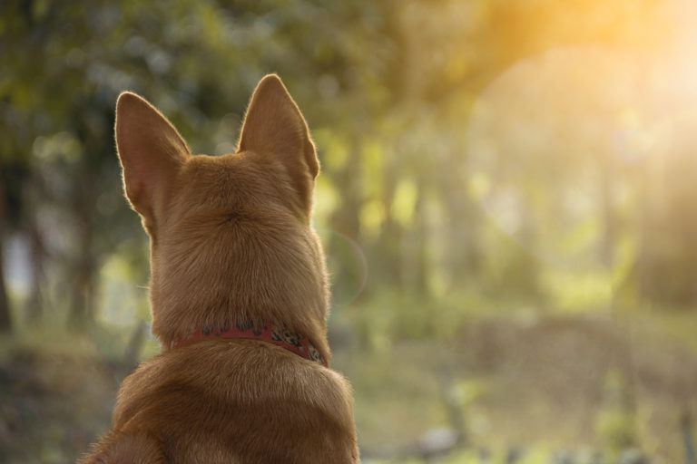 can-dogs-have-mental-illness-canna-pet