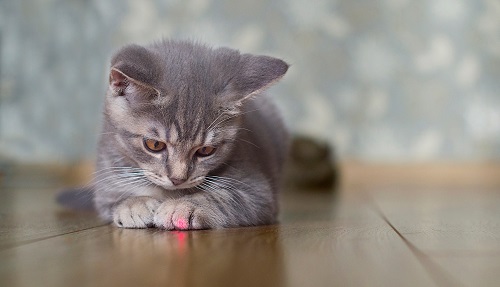  kitten is playing with laser pointer image