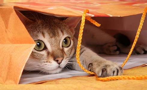 Cat having a good time hiding inside orange plastic gift bag