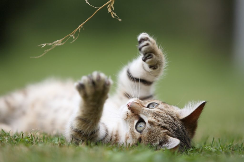 Little cat playing in the grass