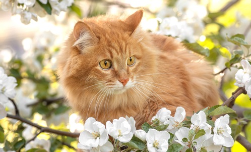 Closeup portrait orange fur cat, yellow eyes and apple tree white flower background
