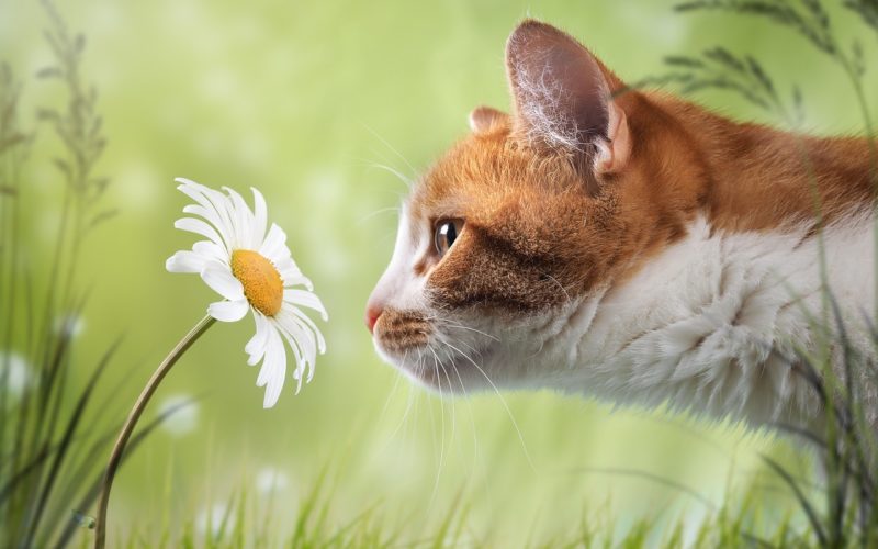 Cat sniffing a daisy. Beautiful natural background