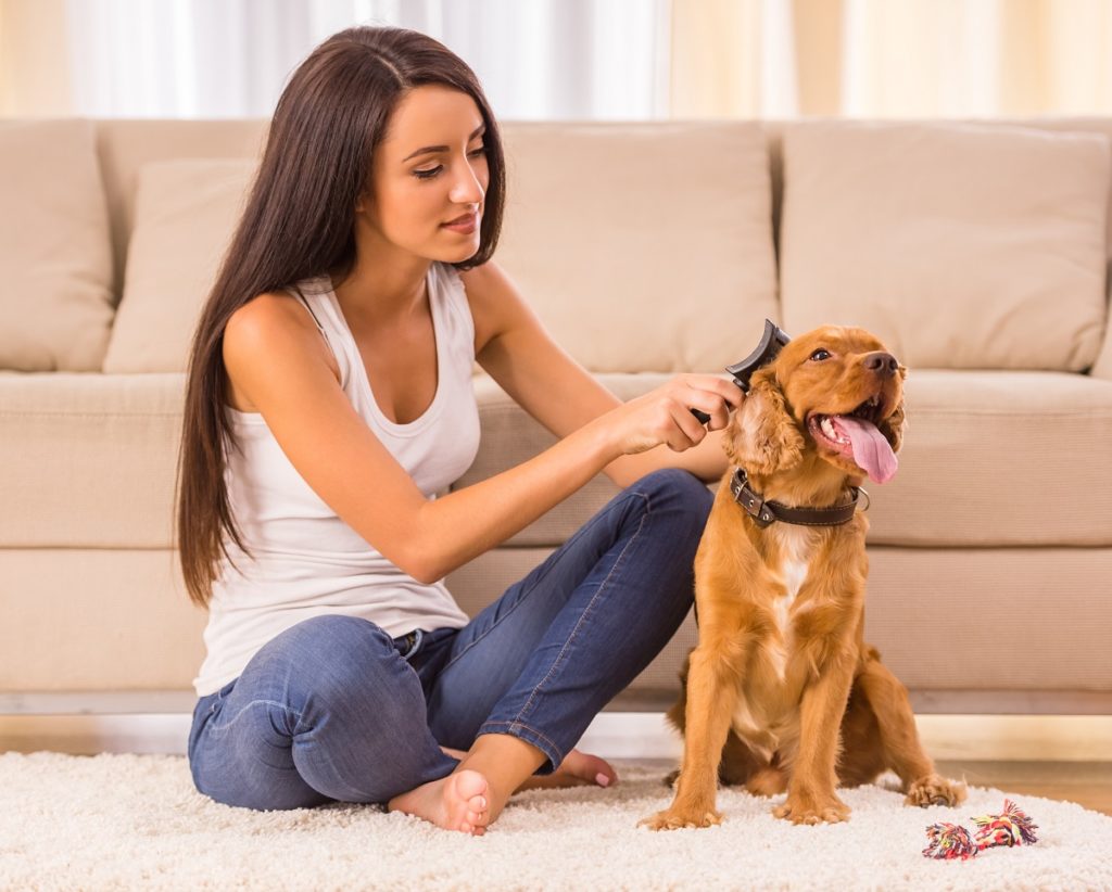 Young woman is combing her dog with a brush