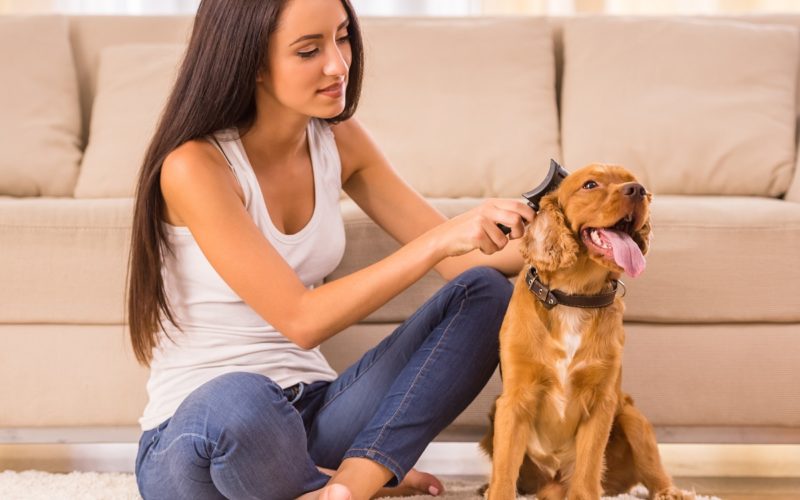 Young woman is combing her dog with a brush