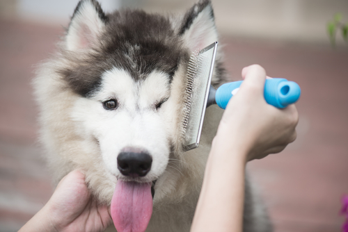 woman using a comb to brush the siberian husky puppy