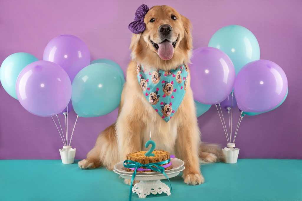 beautiful golden retriver dog with tongue out, bow and bandana, celebrating with dog birthday cake